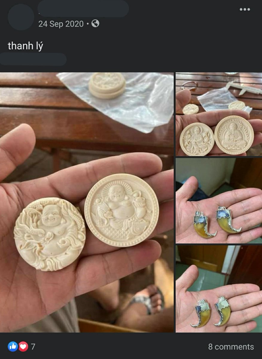 ProjectActaeon's tweet photo. Wildlife trade on @Facebook
"NH" is a Vietnamese wildlife trader based in Pleiku. He is a pretty small time guy, selling sporadically, but still advertising #ivory, #tigerclaw, #tigerteeth and #bearclaw for sale on #Facebook. https://t.co/P3xSiHPgrK