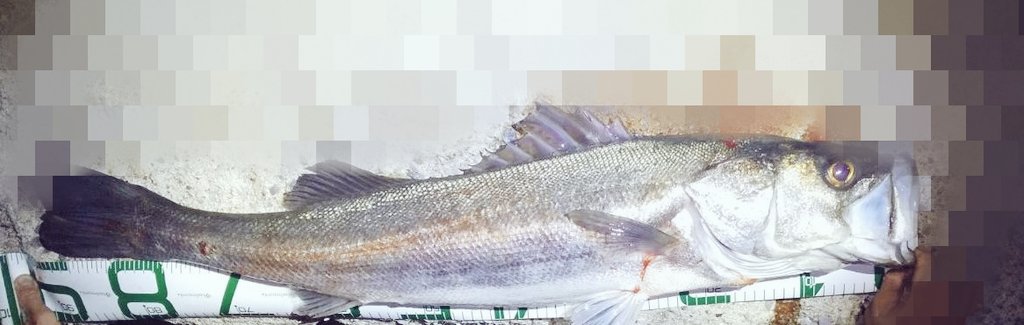 ライダー tweet media