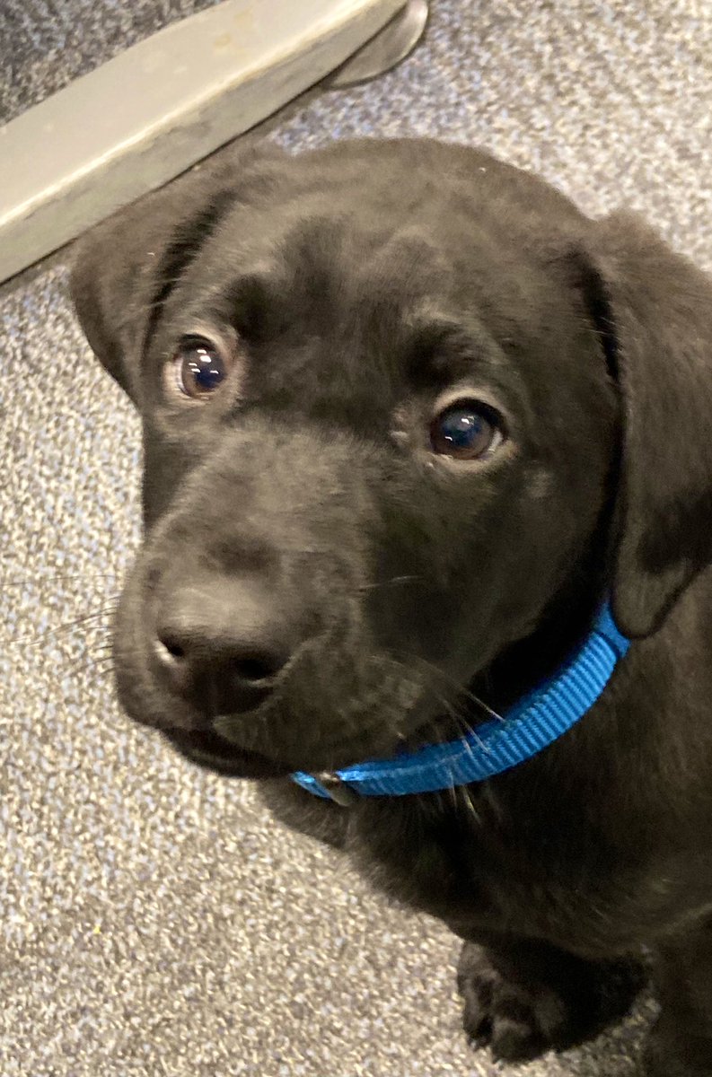 MetTaskforce's tweet photo. @MetTaskforce Can we give a big welcome to our beautiful new recruit to join our Explosive search dogs PD Blue. He is soooo ADORABLE! We wish him all the luck with his training that he has ahead of him RN #dogsoftwitter #keepinglondonsafe #labrador  #Adorable https://t.co/U5eH7NYoQ6