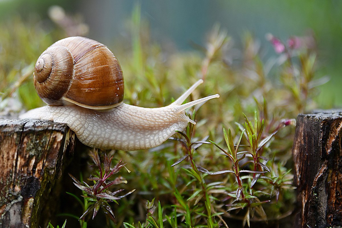 SM_Dynamic's tweet photo. #FunaFactFriday -Snails can sleep for 3 years. They need moisture to survive and will hibernate if the weather is not cooperating https://t.co/emYxwf5sGo