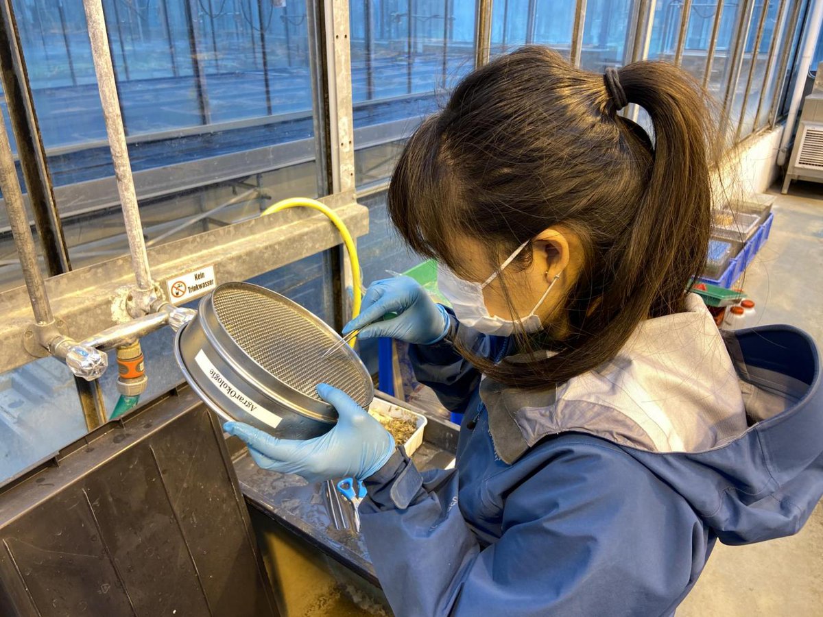 Our #maize experiment is sampled! Amazing accomplishment for a very dedicated team of PhD students and helpers (10 days of intensive work to sample 400 mesocosms). Now, already getting our #wheat experiment started. Stay tuned.