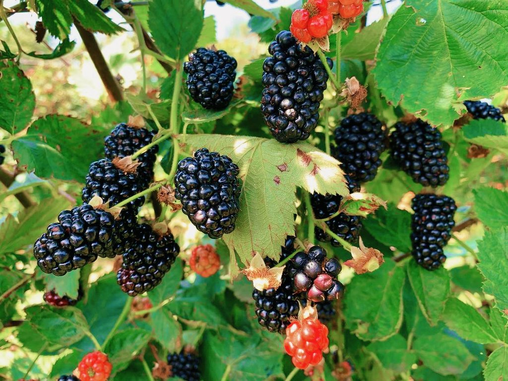 шелковица ягода и ежевика отличие. тютина и ежевика. ежевика тутовник шелковица. ежевика и шелковица. шелковица и ежевика.