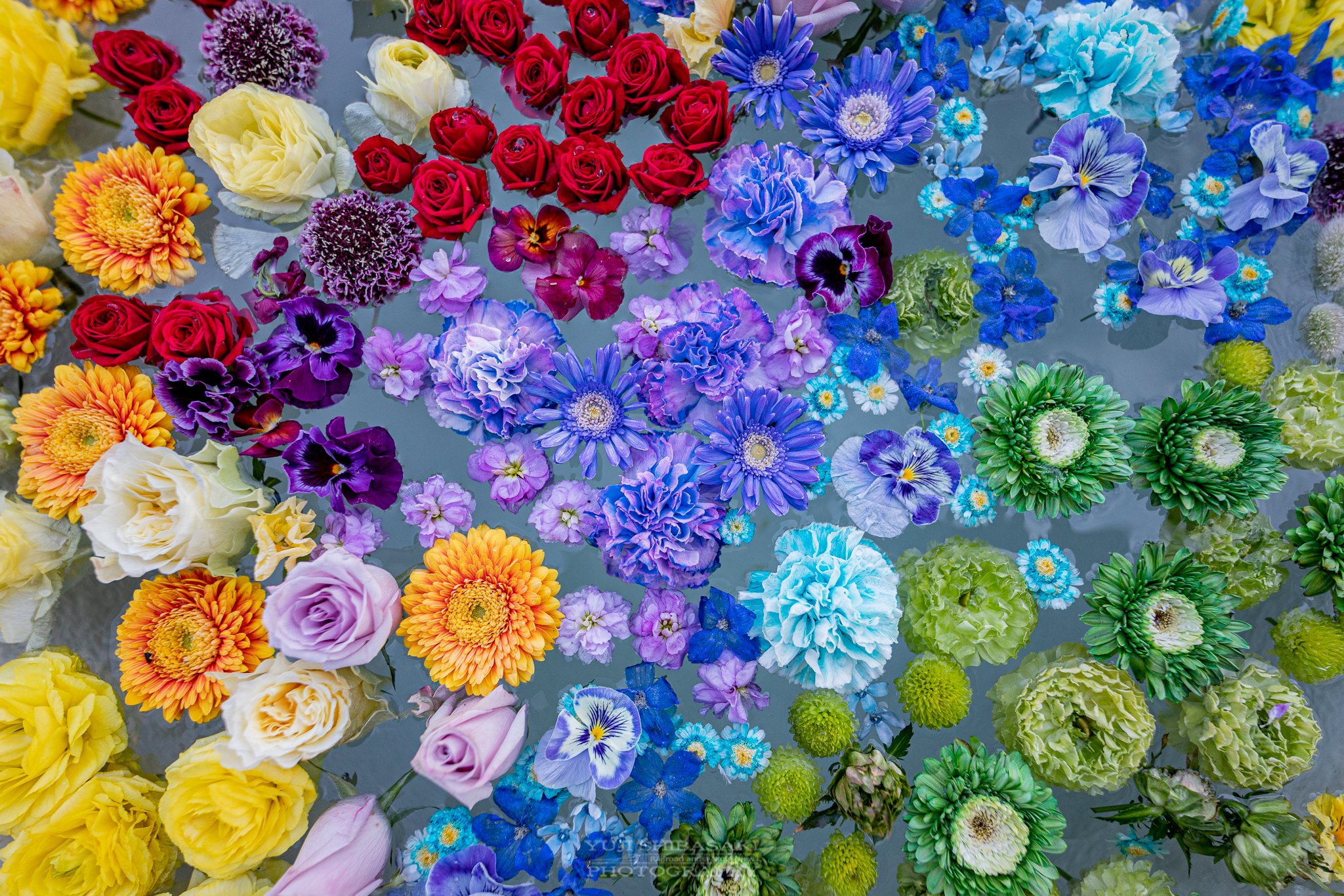Yuji Shibasaki Photo 美しい虹色の花手水 川越 最明寺 T Co 5alpd5lqdq Twitter