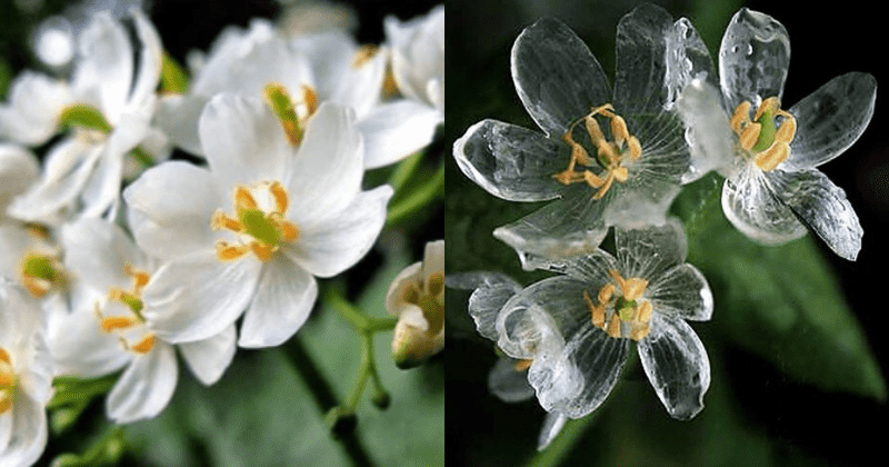 進士 素丸 日本には雨に濡れると透明になる花がある