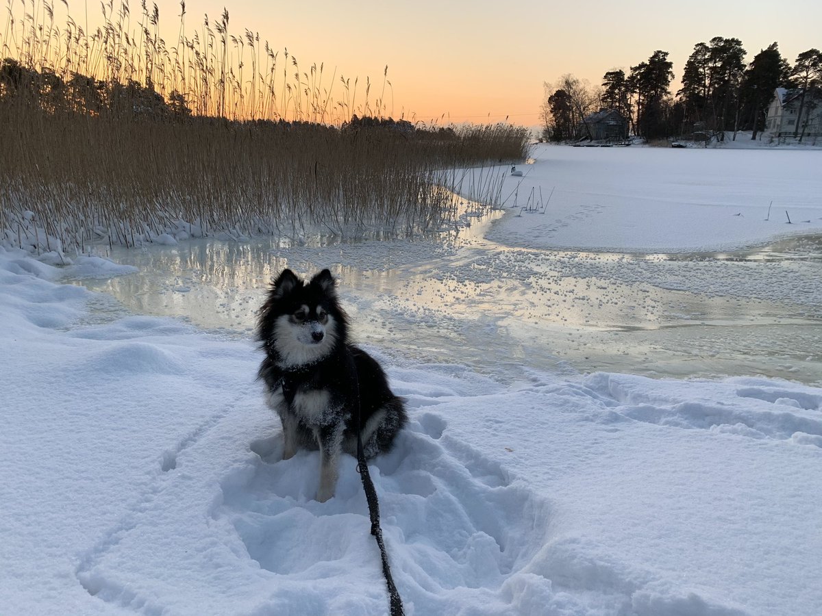 magalaal_'s tweet photo. No nyt on riittävästi pakkasta👌 Merikin oli jäätynyt rannasta, kesti koiran painon👍 Mahtava ulkoiluviikonloppu tulossa ❄️❄️❄️ #talvi #espoo #espoohetki #nuottaniemi @EspooLiikkuu https://t.co/P9Cn9GMwGr