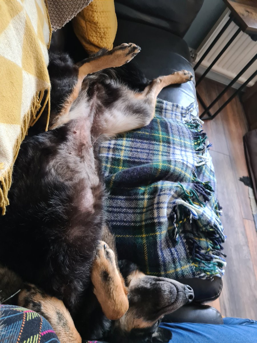 foxwench's tweet photo. Sammy would like to introduce his little sister, Peggy 🥰 https://t.co/Cb9b2tH3Id