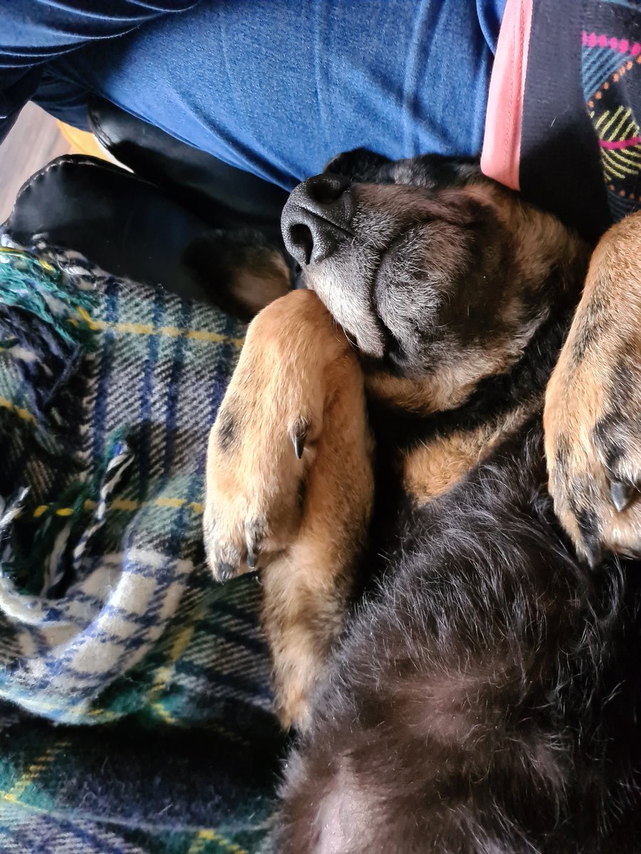 foxwench's tweet photo. Sammy would like to introduce his little sister, Peggy 🥰 https://t.co/Cb9b2tH3Id