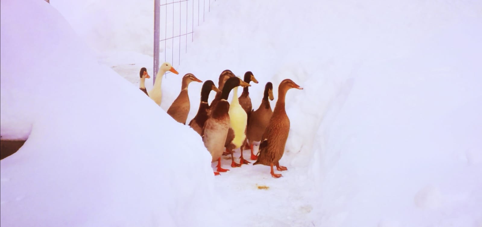 ErxDvsbXAAQam8D?format=jpg&name=large