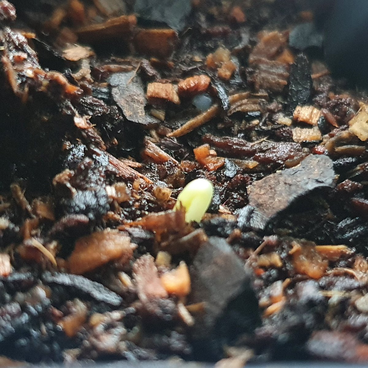 Planted sweet peas 5 days ago. Excitement overload this morning, here is the first little shoot! Spring is my favourite time of year. Love making a life! @gomidsussex @wardenpark @midsussex_times #newgrowth #createalife #babyplants #springiscoming