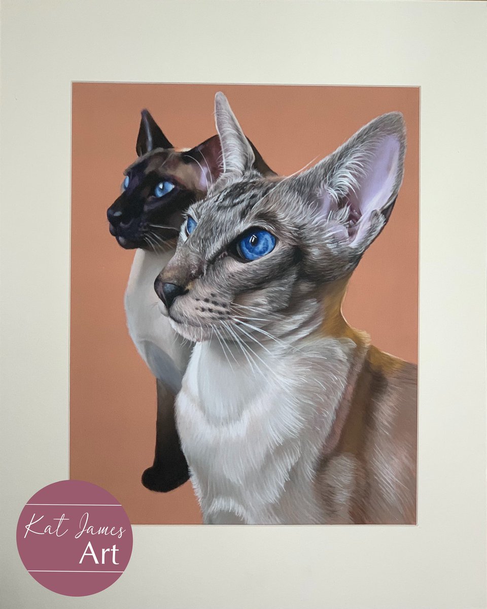katjamesart's tweet photo. So pleased with this one 💕 #catportrait #siamesecats #petportrait  #pastelportrait #beautifulcats #Commission #handdrawn https://t.co/oWOxpsphxJ