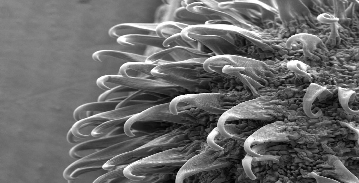 NAOS_Global (@naos_global) on Twitter photo #Biomimetisme : quand la nature inspire les innovations.
Petit tour d'horizon du génie animal et végétal réinterprété par l'Homme en 10 photos. Via <a href="/futuraplanete/">Futura - Explorer la planète</a> buff.ly/3oxgtvg #Biomimetisme : quand la nature inspire les innovations.
Petit tour d'horizon du génie animal et végétal réinterprété par l'Homme en 10 photos. Via <a href="/futuraplanete/">Futura - Explorer la planète</a> buff.ly/3oxgtvg