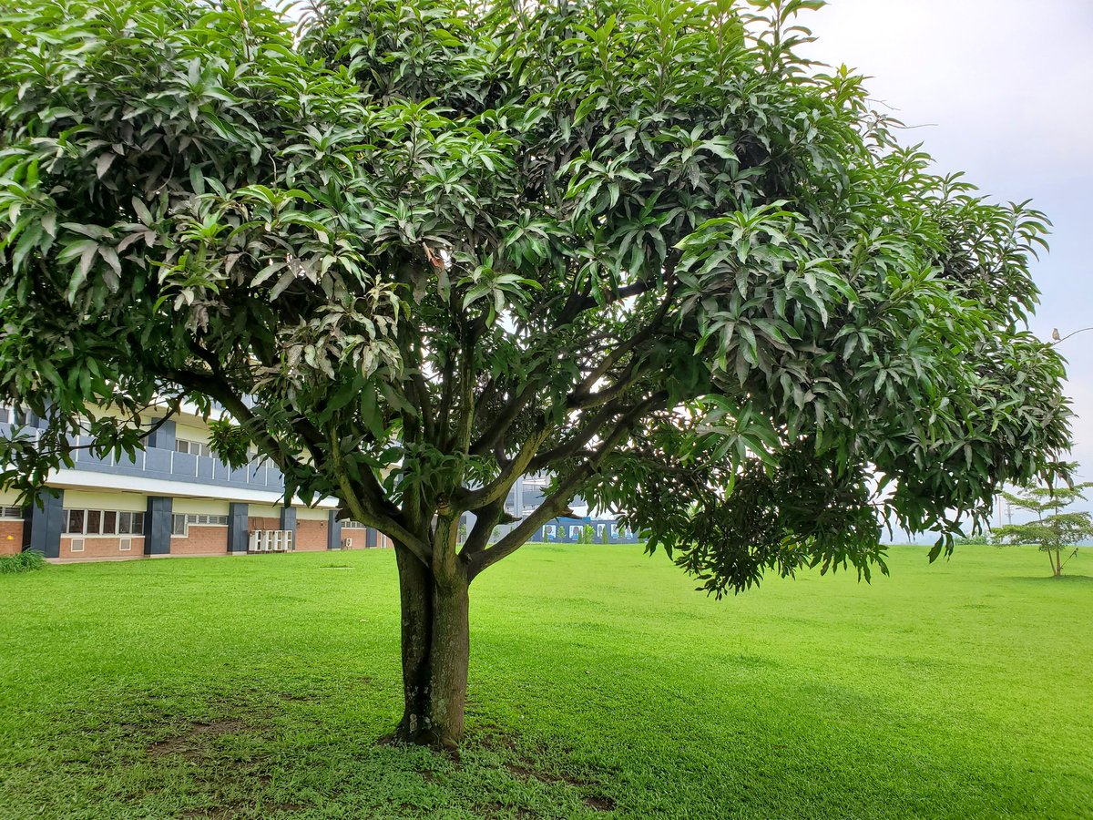 VRugwabiza's tweet photo. #FridayAppreciation
🙏🏽to staff @kfaisalhospital where I took a family member for treatment, for their professionalism&amp; care.
The beauty of surrounding nature; the conjoined roots,trunks of 2 trees, paint of a smiling mother &amp;boy remind us that we are stronger together #InRwanda https://t.co/Ig4FxWjmqR