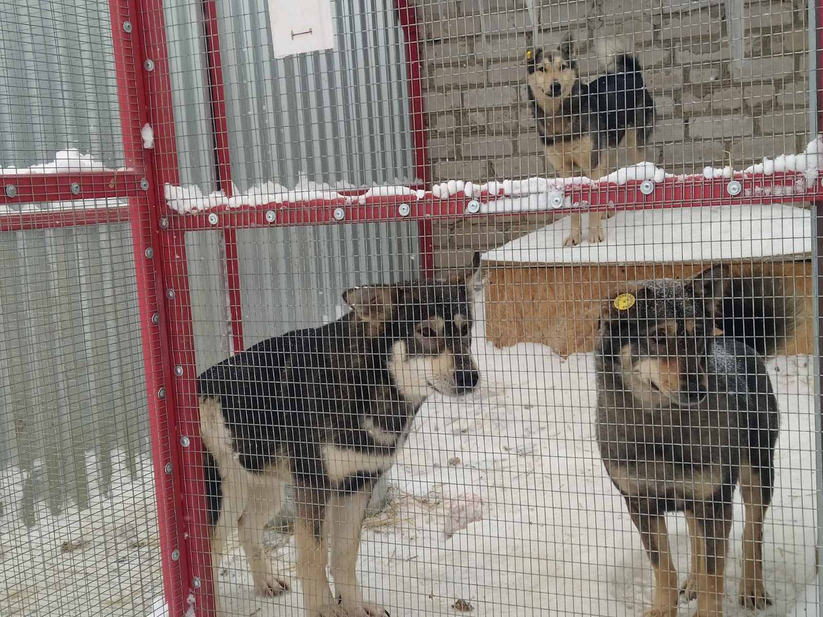 🐾Сохранить баланс: приют для бездомных животных, построенный инвестором по инициативе муниципалитета, работает в соответствии с новыми законодательными требованиями - samadm.ru/media/news/287…