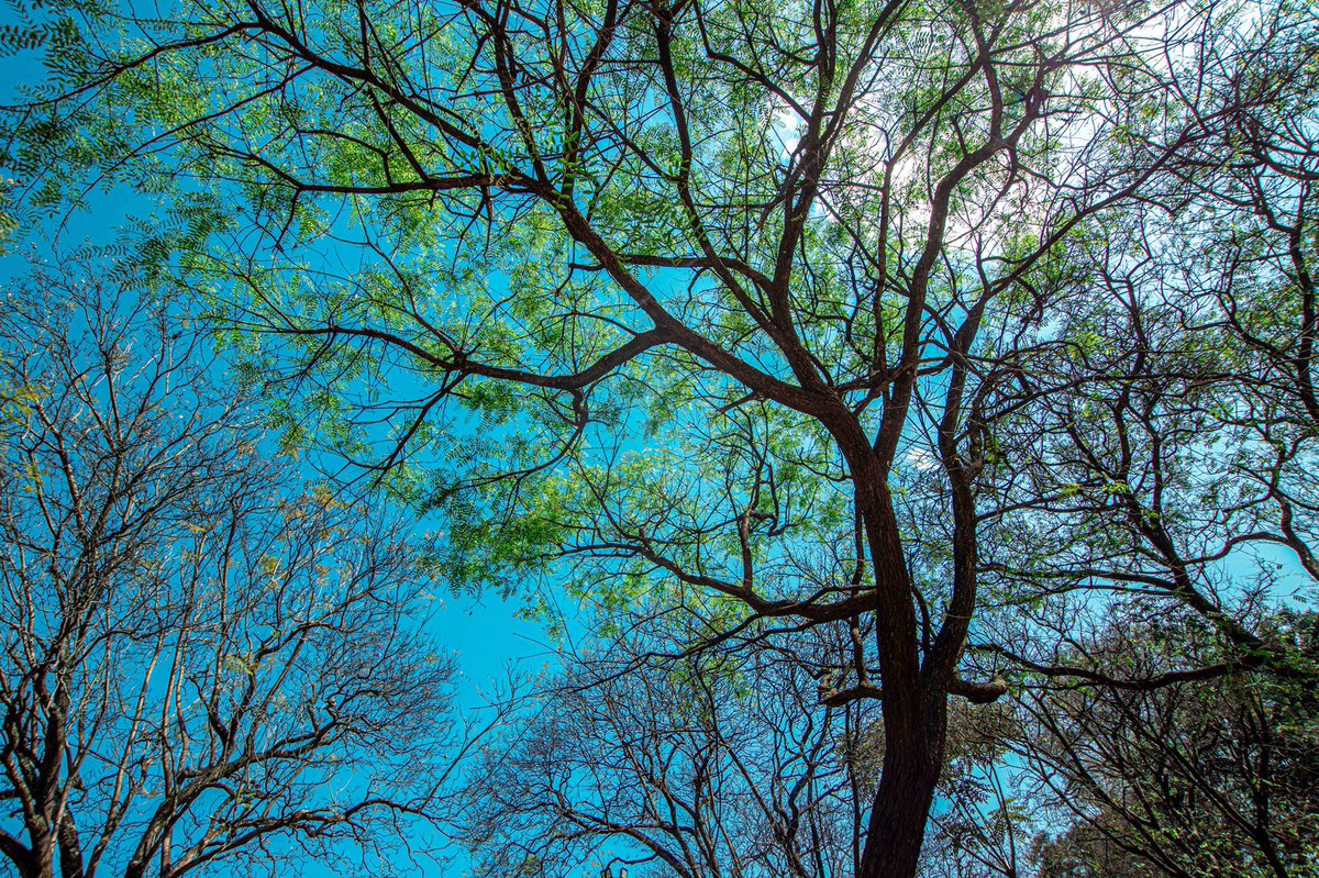 There are some fascinating stories around the Jevanjee Gardens in Nairobi. From how it came to be. To who it is named after. To how it has survived over time.Passed by, read up a bit and thought I’d share some interesting bits.[thread] #DaimaGreenSpaces