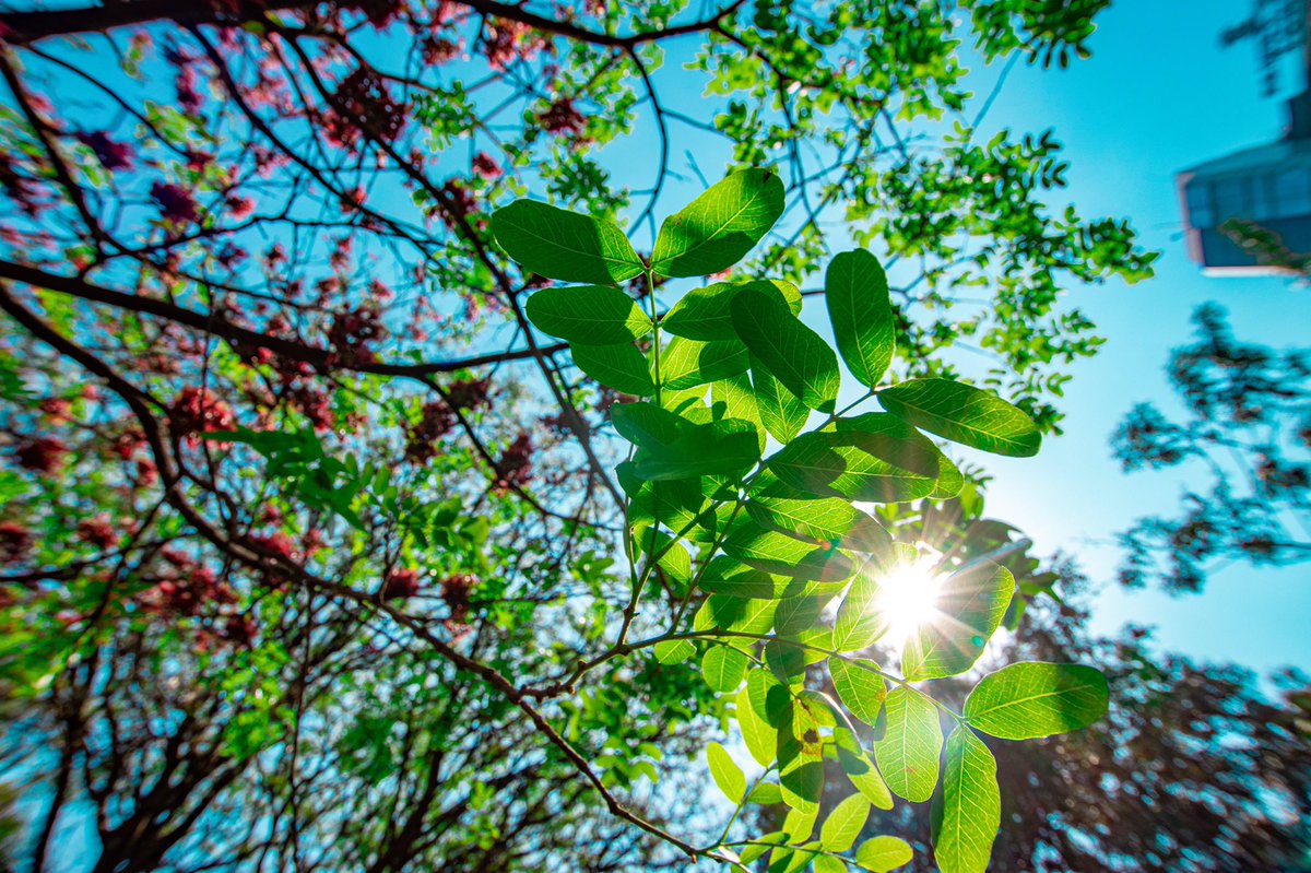 There are some fascinating stories around the Jevanjee Gardens in Nairobi. From how it came to be. To who it is named after. To how it has survived over time.Passed by, read up a bit and thought I’d share some interesting bits.[thread] #DaimaGreenSpaces