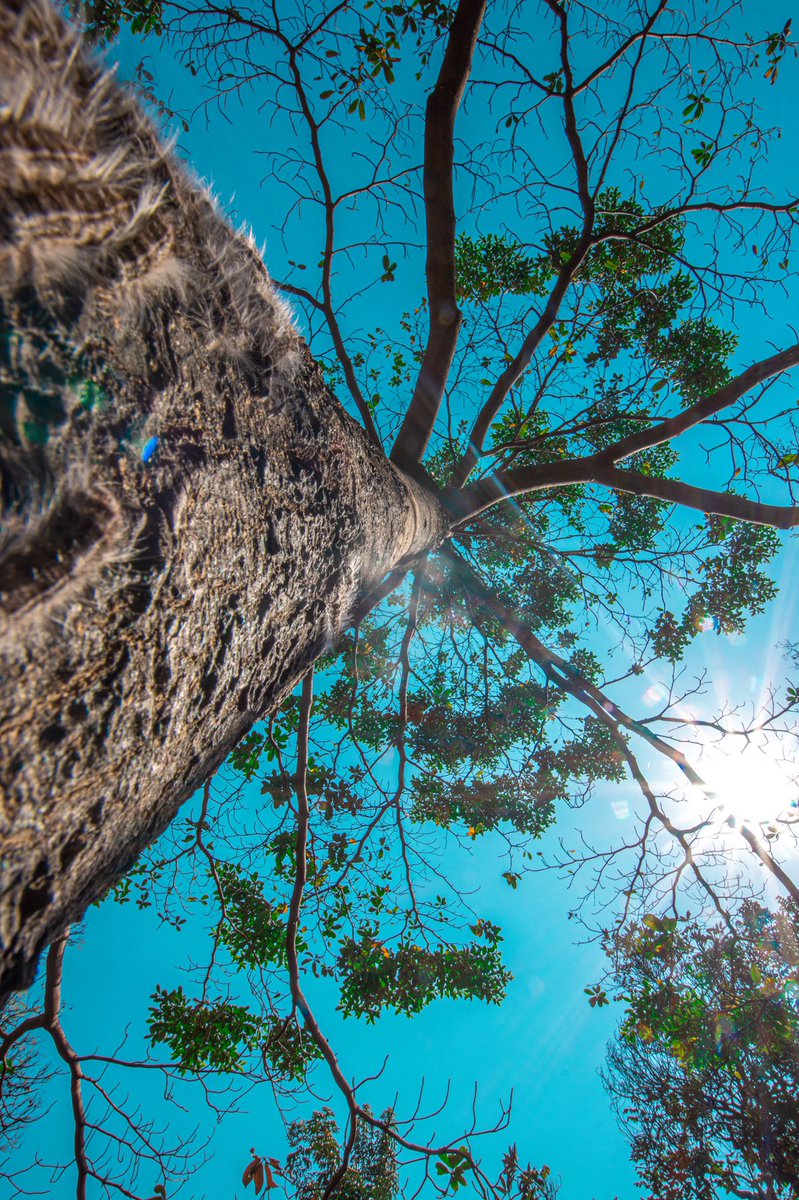 The first Nairobi Agricultural Show was held at the site. The gardens have been at the heart of the city for over a century, sheltering residents in the shade of its magnificent trees. In 1970, the folks chilling there inspired Gabriel Omolo’s smash hit “Lunch Time”.