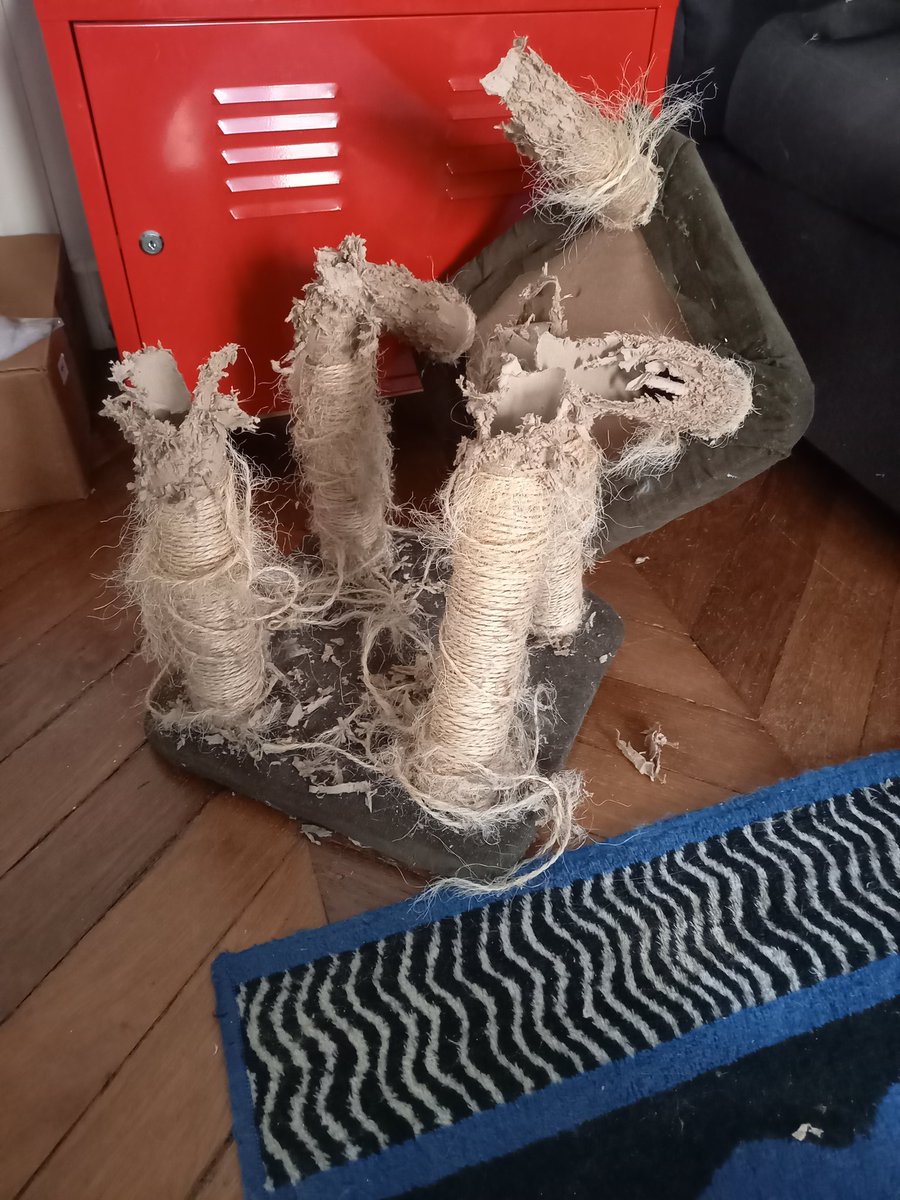 ArtagnanEt's tweet image. 🧐🐺🦊on croive le griffoir il a fé le malaise !
Rt pour kon a le nouvo griffoir !