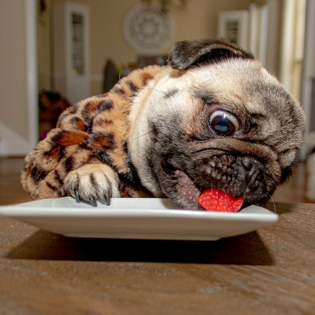 Philomenathepug's tweet photo. It's #friyay🙌 let's eat like no one's watching. 

-
-
-
-
-

#pugpuppy #pugsofinstagram #pugs #Philomenapug #puglove #puglife #speakpug #dogsofinstagram #sassypug #weeklyfluff #dogsofbark #awesomealpharetta #philandpenny #carlino #pugsnotdrugs #pugba… https://t.co/hH1bc31UrY https://t.co/jc7BBtLuLI