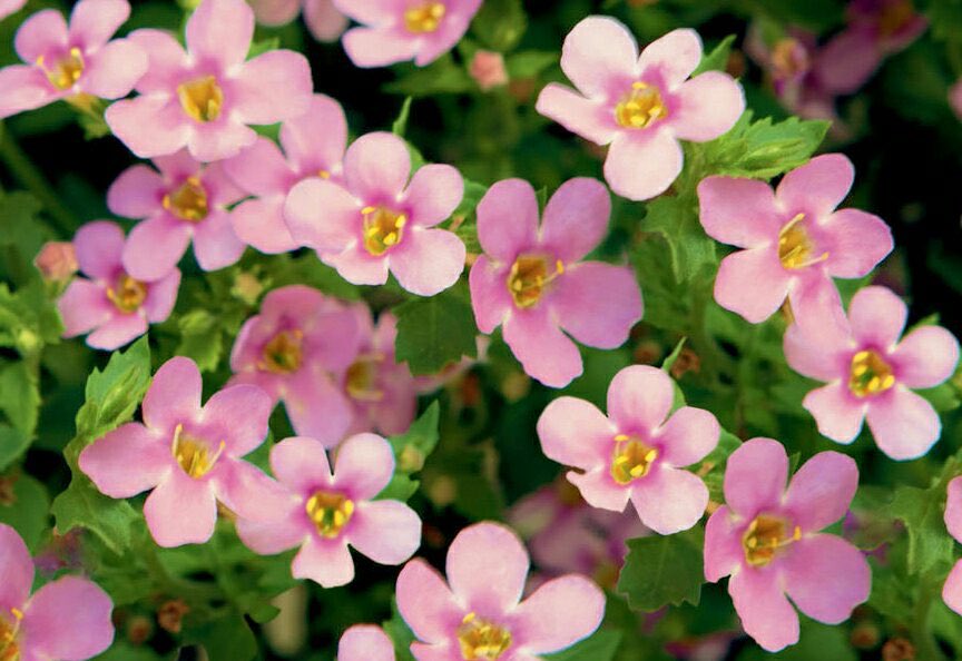 花 A Twitter 夫婦 家族 といっても 実体はないでしょう いつ崩壊するかわからない だからこそ いま 目に見えるものや 感じられるものを大事にしないと つまり目先のことを 大事にしようと思うわけです 佐野史郎 明日の誕生花 バコパ 花