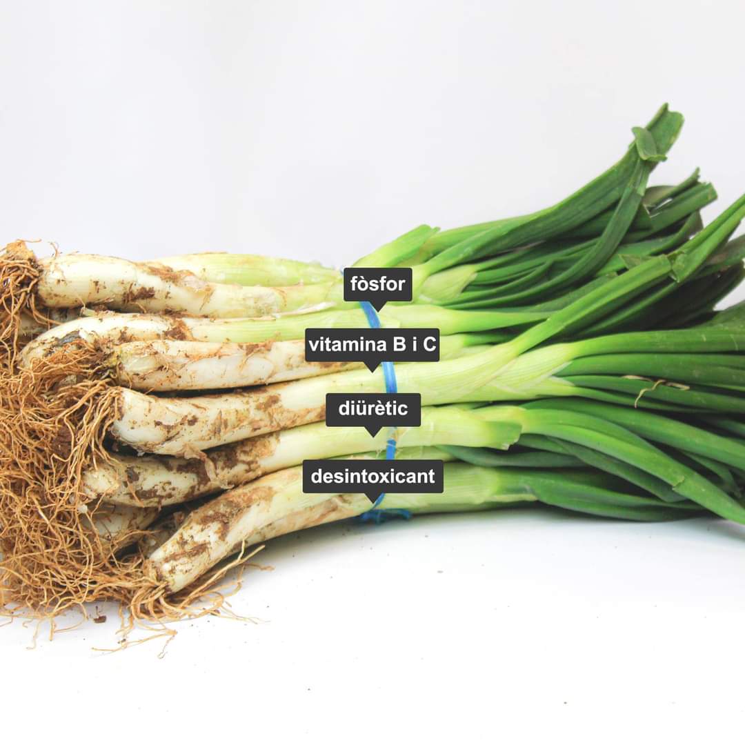 superverd_cat's tweet photo. El calçot ens ofereix propietats similars a les de la ceba. És poc calòric, ric en fibra i contenen fòsfor que ajuden al enfortiment d’ossos i dents, a més un alt contingut d’aigua que produeixen un efecte desintoxicant i diürètic. #superverd #calçots #temporadadecalçots https://t.co/ZCdInNCq5Z