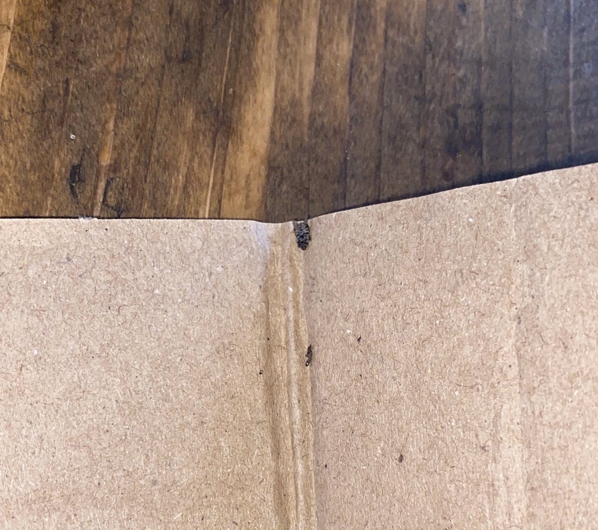 KatieMorley_'s tweet photo. Well I’ve been sent some odd things through the post before, but this is up there. A dead fly. No note from sender. £2 postage fee. 🤷🏼♀️ https://t.co/BJt5g8ypS0