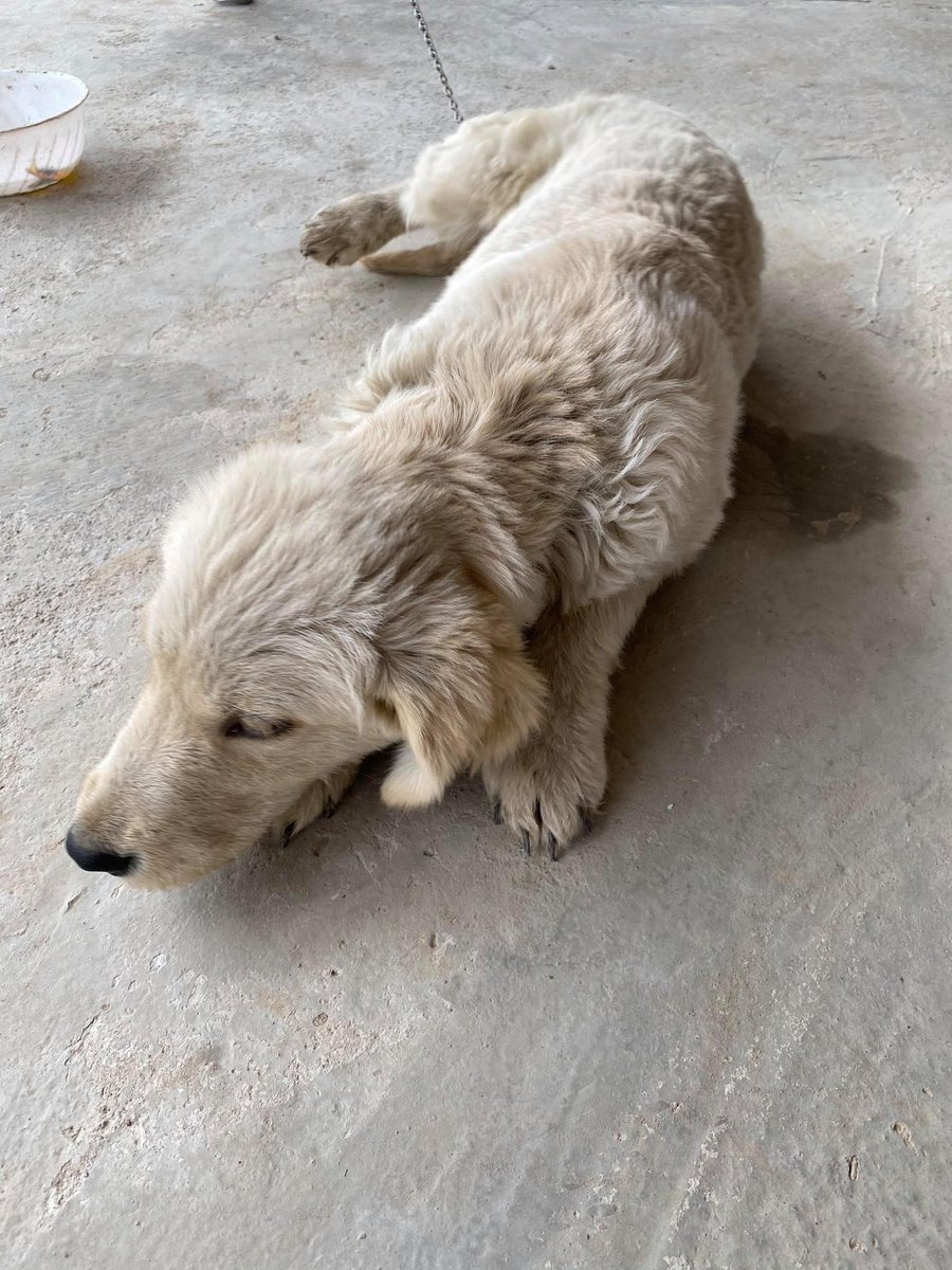 Elfleda27447135's tweet photo. dog https://t.co/LEgNSyUvuB