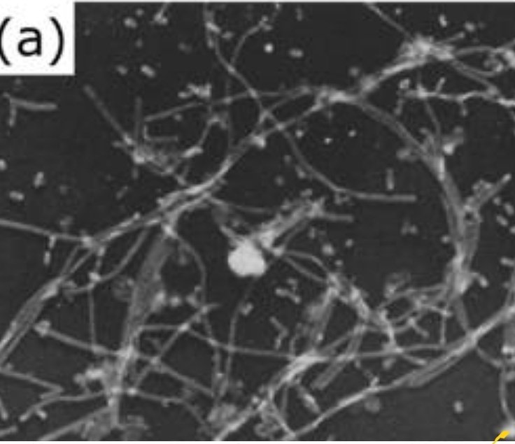 Contrary to SARSCoV2, the length of influenza particles varies considerably, influenza is pleomorphic, the size can be in excess of many tens of micrometers, producing filamentous virions reaching or exceeding 30 μm in length: https://www.ncbi.nlm.nih.gov/pmc/articles/PMC5935222/#!po=0.333333