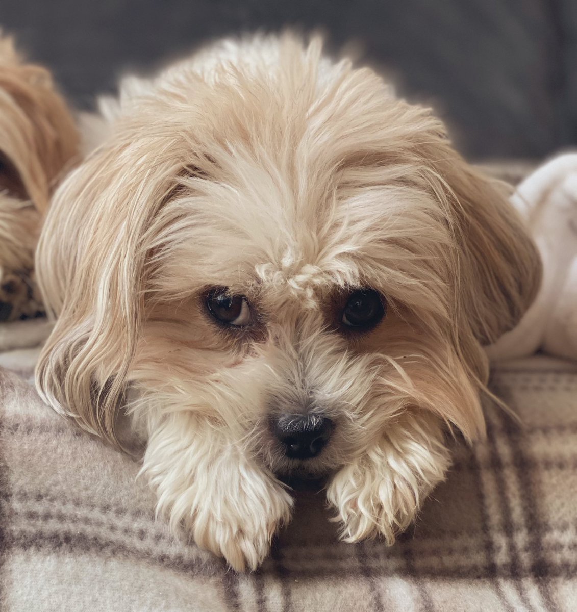 Puhthepuppy's tweet photo. Please help my hooman understand what the world is coming to when trending is #joethepigeon #disneyplus #eastenders and there’s a shortage of #percypigs and #lexit has appeared. #staycalm #StayAtHome #haveabiscuit #ZSHQ #dogsoftwitter  #cute #CuteAnimals #iampuh 🐶🐾💕 https://t.co/pu7QlSZnR3