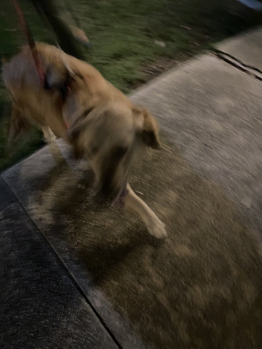 ใครจำโกลเด้นที่เราแอบไปเล่นหน้าบ้านมาสักพักแล้วมั้ย ล่าสุดได้เดินเล่นด้วยกันแล้วนะ นี่นั่งคุยโทรศัพท์อยู่ในสวนในหมู่บ้านแล้วอยู่ดีดีมีตัวอะไรไม่รู้พุ่งมาด้วยความเร็วแสง55555555 แง ในที่สุด น่ารักมากๆๆๆ โอย ใจฉัน