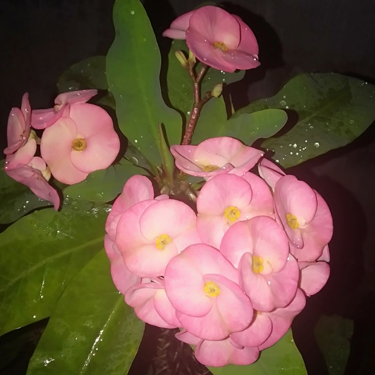 Trying for the First Time :')Sushant × Flowers ✿♡Ps: Clicked From My Garden ✿  #DontSpareSSRKillers
