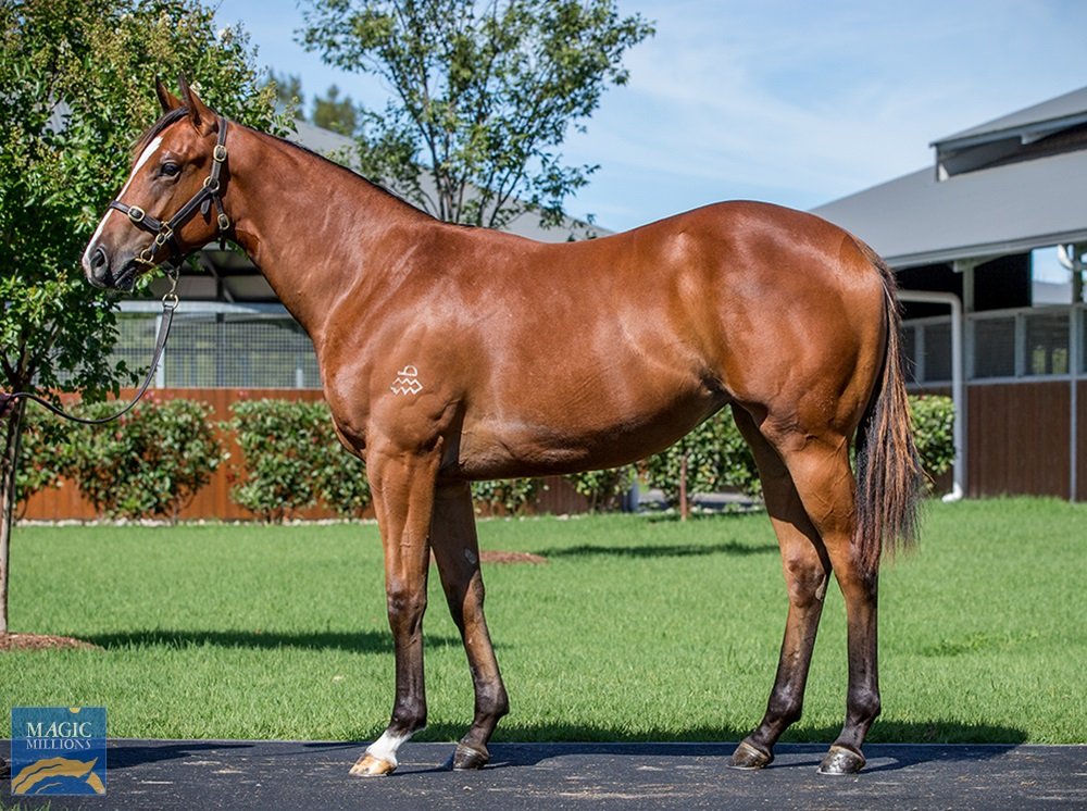Zhongli Thoroughbreds Pty Ltd (@zhonglitbreds) on Twitter photo Waited til the days end for this Queen ❤️.
Our 2nd purchase, Lot 868 Not A Single Doubt x Tango filly joins the family 👏👏.
Great result for 270k! Well worth the wait🥂
<a href="/ArrowfieldStud/">Arrowfield Stud</a>
<a href="/mmsnippets/">Magic Millions</a>
#buytheoneyouwant Waited til the days end for this Queen ❤️.
Our 2nd purchase, Lot 868 Not A Single Doubt x Tango filly joins the family 👏👏.
Great result for 270k! Well worth the wait🥂
<a href="/ArrowfieldStud/">Arrowfield Stud</a>
<a href="/mmsnippets/">Magic Millions</a>
#buytheoneyouwant