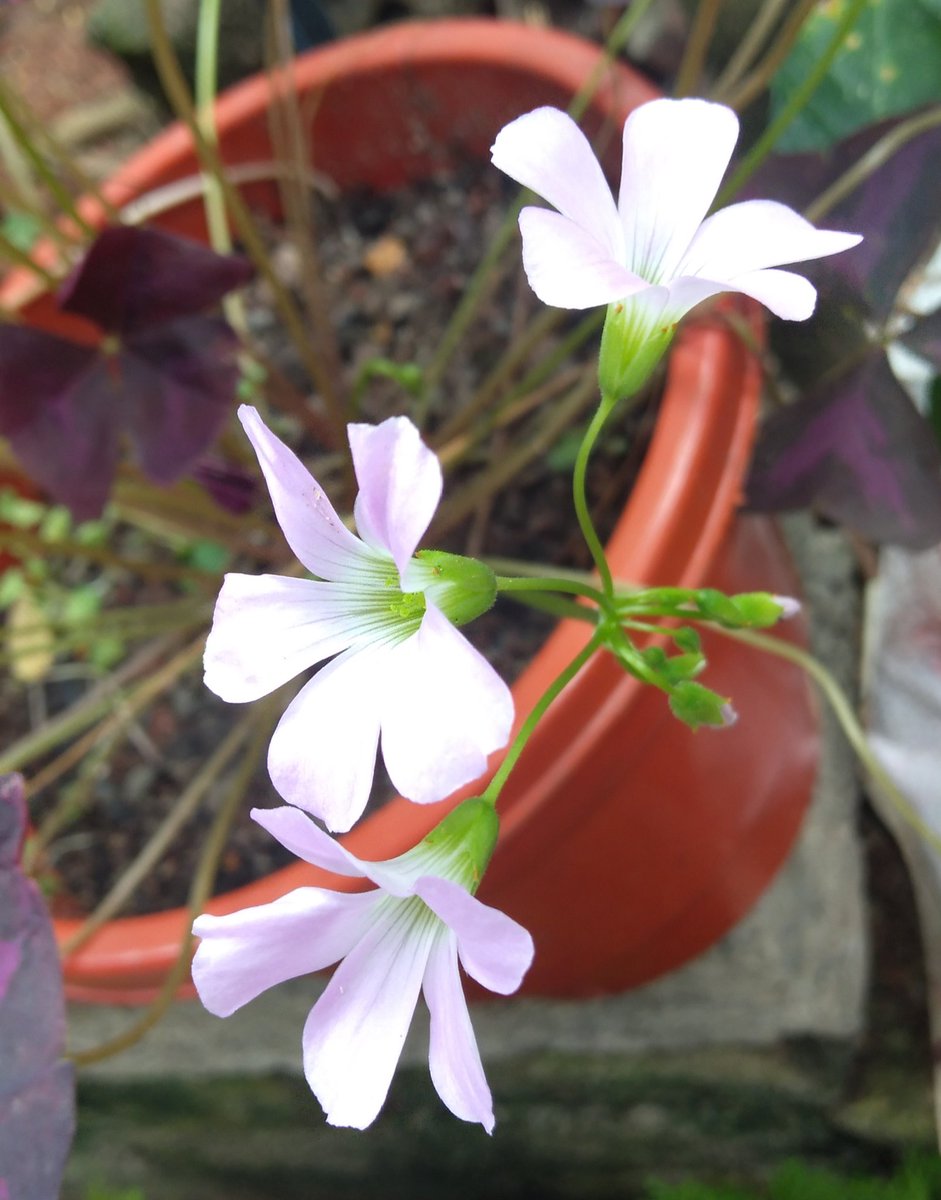 Trying for the First Time :')Sushant × Flowers ✿♡Ps: Clicked From My Garden ✿  #DontSpareSSRKillers