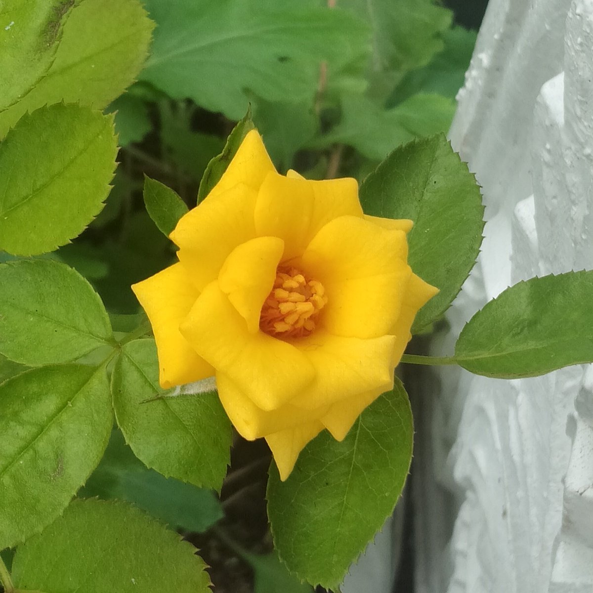 Trying for the First Time :')Sushant × Flowers ✿♡Ps: Clicked From My Garden ✿  #DontSpareSSRKillers