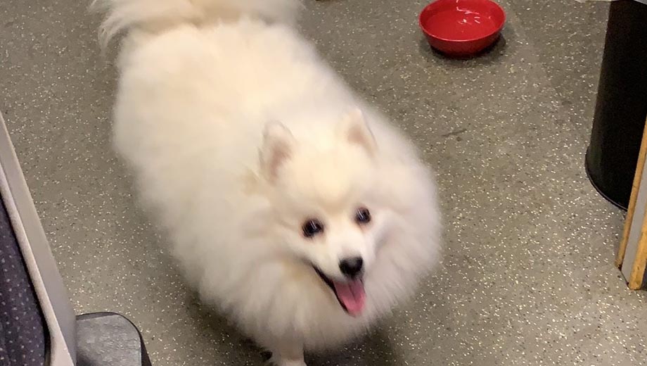 🐶This little Pom Luka was spotted wandering down track at Long Eaton.

Luckily our on-train technicians were on shift on one of our infrastructure monitoring trains and were able to safely catch him.

🚄He took a ride back to Burton and was eventually reunited with his owners.