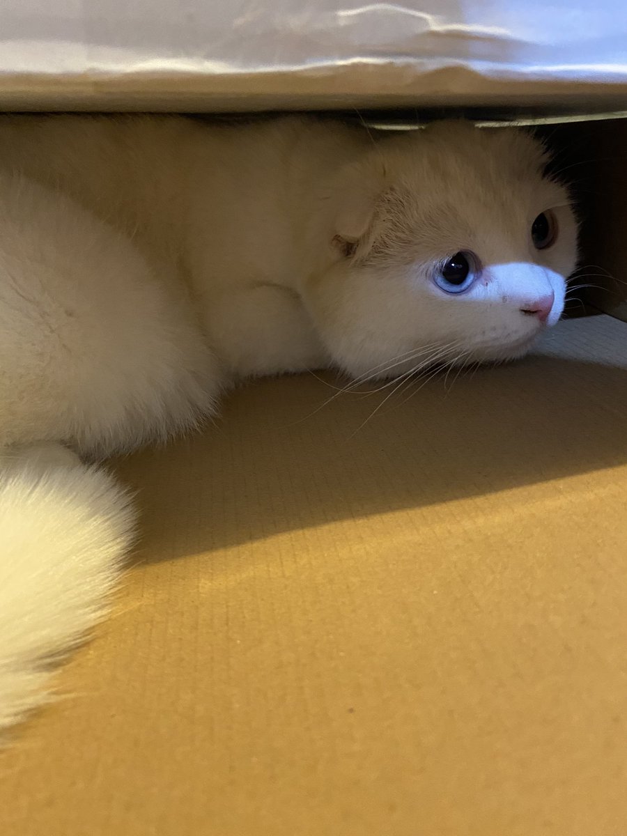 ૮꒰˵• ﻌ •˵꒱ა tweet media