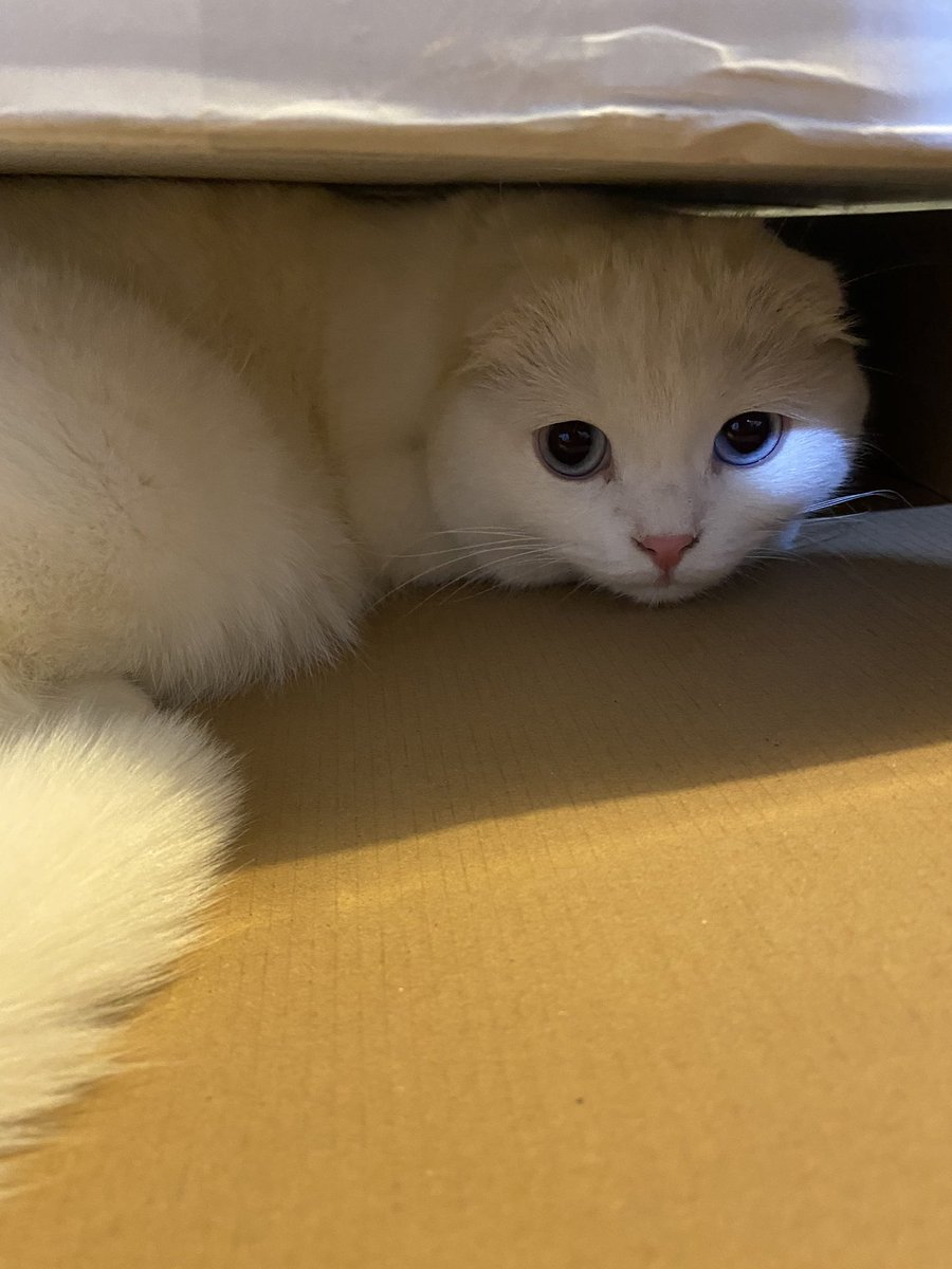 ૮꒰˵• ﻌ •˵꒱ა tweet media