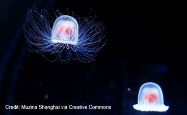 sherburnscience's tweet photo. The elixir of life might be real after all… in the immortal jellyfish! How does it live forever? Read about it here: https://t.co/ltncIpc5GW @sherburnhigh https://t.co/FcHEnN9TQD