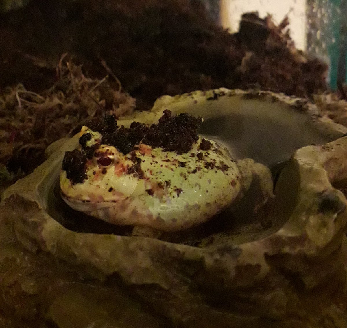 JazBaz20's tweet photo. I'm sure this baby froglet has doubled in size this week, needs a bigger pond already 🐸 #pacmanfrog #bioactiveterrariums #amphibians #ecology https://t.co/S0exUIjDnb