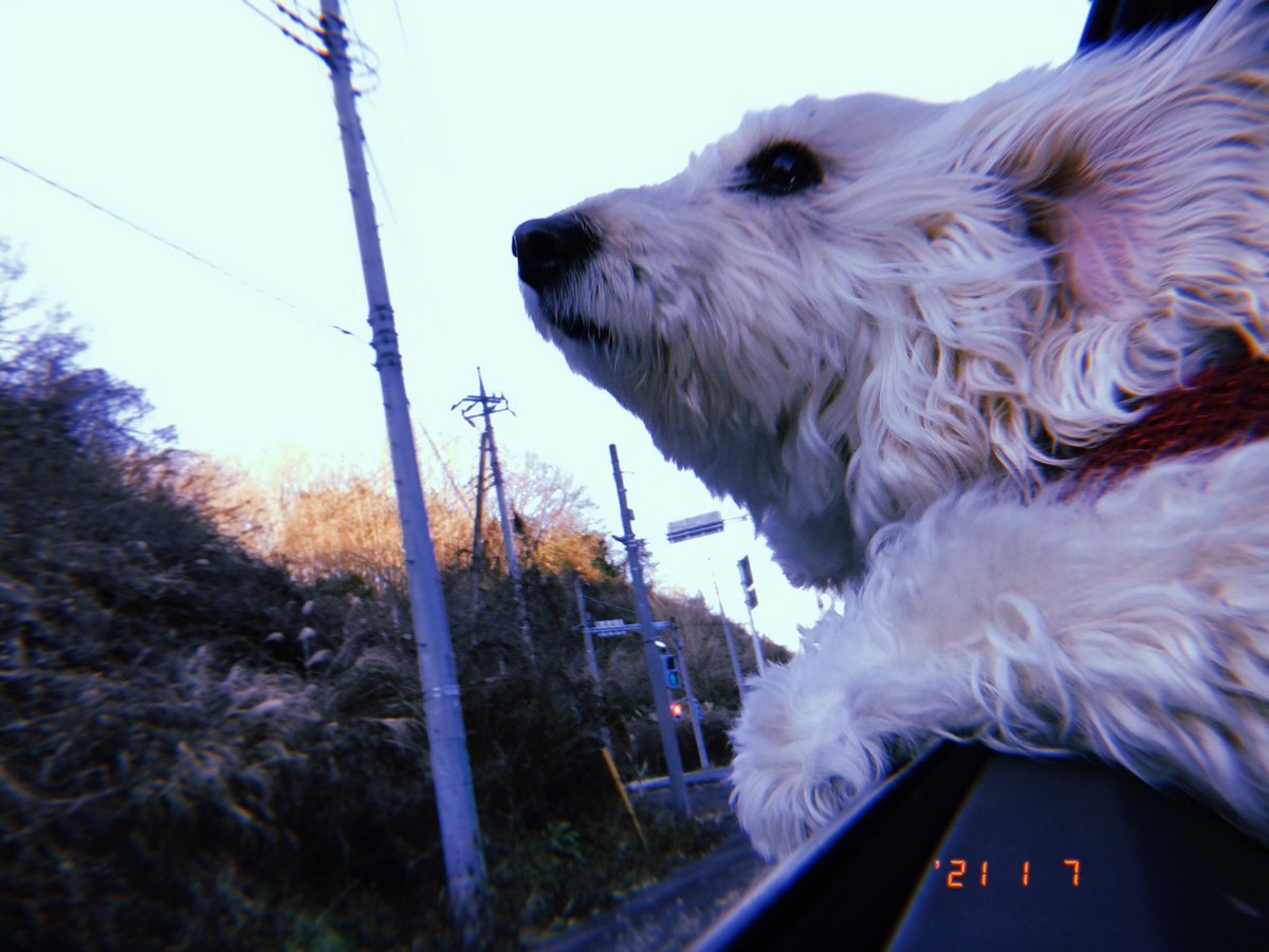 ダップー Twitter Search