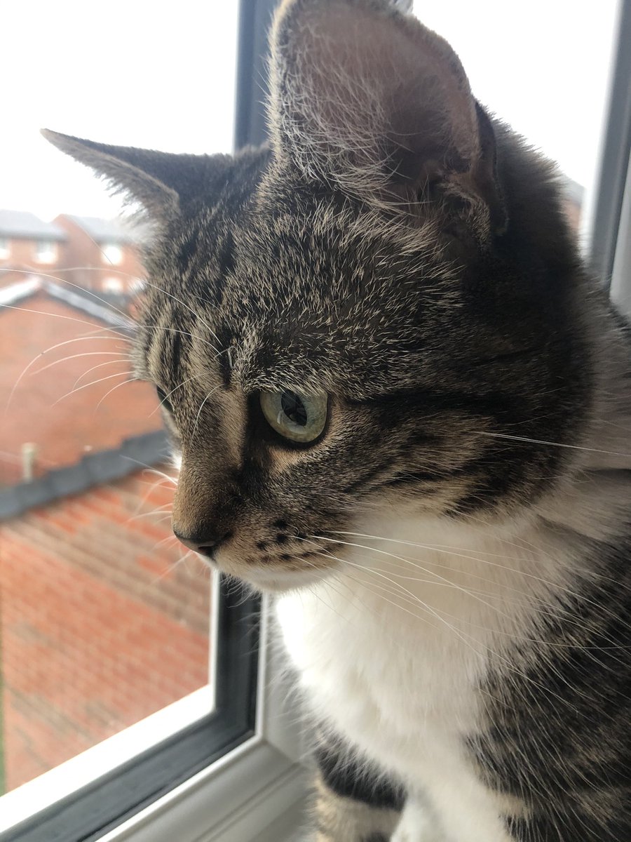 BethMartinSCW's tweet photo. I’d been finding Lockdown 3 pretty tough to deal with but it got much better this week when this little sweetheart joined our family. Apologies to anyone I’m on calls with in the near future - I’ll try and pay attention but she’s very cute and incredibly distracting ❤️ https://t.co/Qoqk3zZtWo