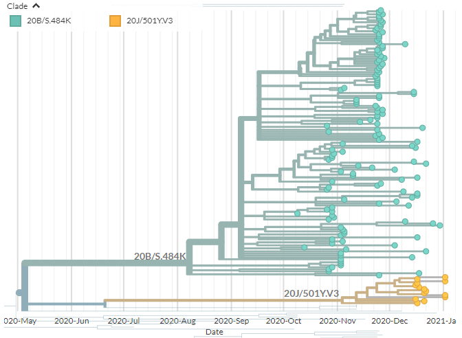 The view below is from an analysis focusing on sequences with a mutation at 484. It shows all the samples in the 2 variants (20B/S.484K & 20J/501Y.V3) & how they're related. More closely related = closer together (very, very roughly).4/10