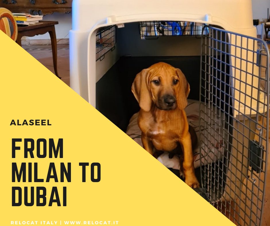 ReloCat_Italy's tweet photo. Alaseel, from Milan to Dubai 🐶 ✈️ 
#relocat #relocatitaly #petshipping #ipata #petshippingexperts #dog #dubai #puppy #petservices https://t.co/nXlZFxX3gS