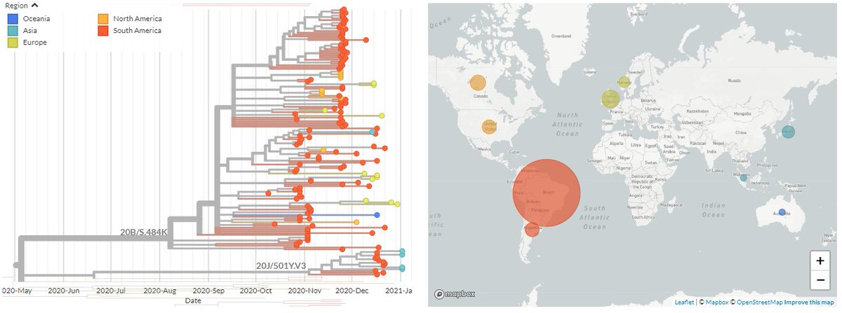 We can colour these samples by region to see where they're from. As we expect - most are in Brazil! A few are in Argentina (also red).5/10 https://nextstrain.org/groups/neherlab/ncov/S.E484?c=region&f_clade_membership=20B/S.484K,20J/501Y.V3&label=clade:20B/S.484K&p=grid&r=country