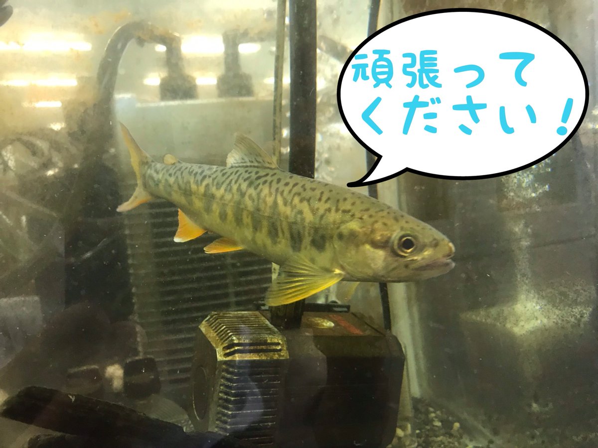 多摩科学技術高校 科学研究部 生物班 Tkg Seibutsuhan Twitter 多摩科学技術高校 科学研究部 生物班 Tkg Seibutsuhan Twitter