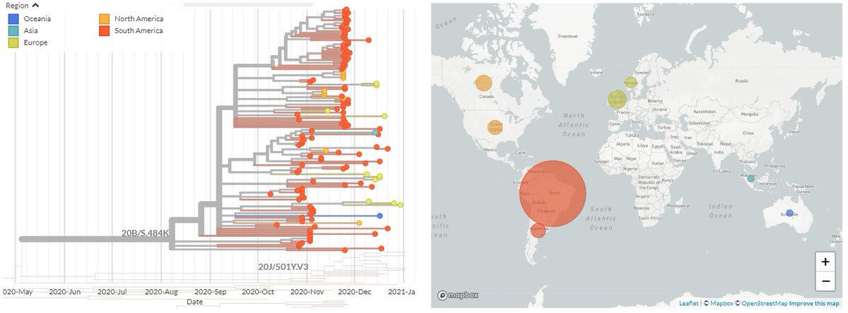 If we look just at 20B/S.484K (top cluster), we can see there are clusters of sequences in the UK, Canada & the USA, and exports to Norway, Malaysia, & Australia.6/10 https://nextstrain.org/groups/neherlab/ncov/S.E484?c=region&f_clade_membership=20B/S.484K&label=clade:20B/S.484K&p=grid&r=country