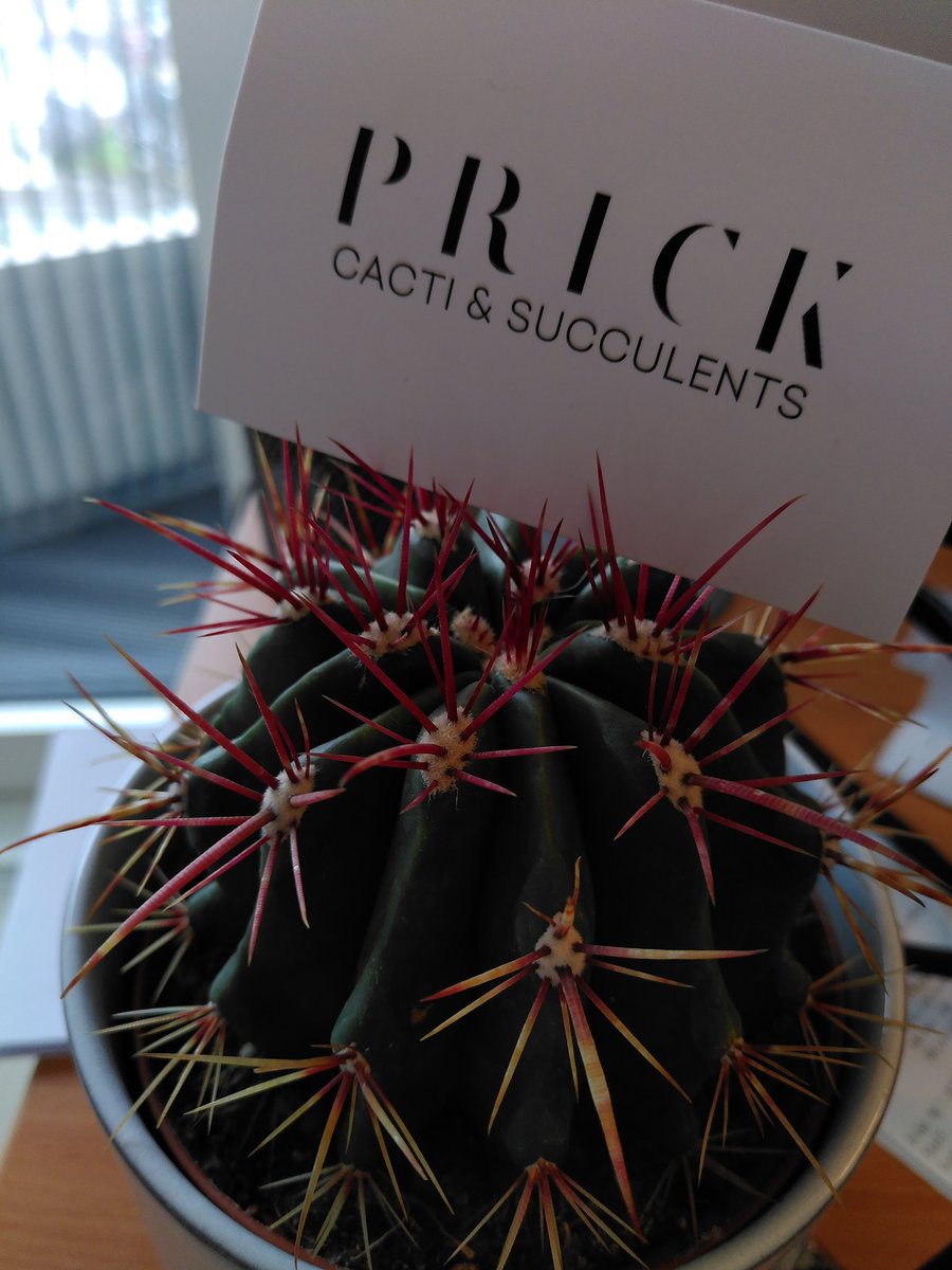 Look at this gorgeous guy! Thanks @PRICKLDN