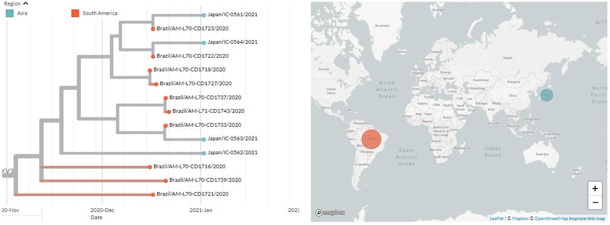 If we look at 20J/501Y.V3, we can see that sequences only are found in Brazil and Japan (known travel to Brazil), but no other countries.9/10 https://nextstrain.org/groups/neherlab/ncov/S.E484?c=region&f_clade_membership=20B/S.484K,20J/501Y.V3&label=mlabel:20B/A6613G&p=grid&r=region