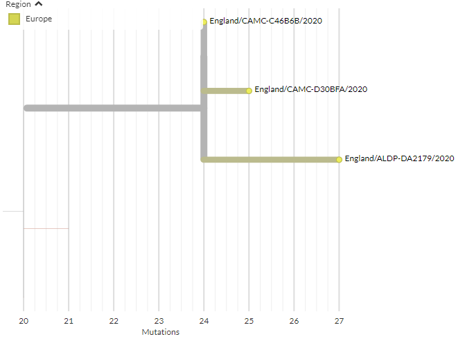 We can see 8 UK sequences in the 20B/S.484K cluster. There are 2 clusters, but neither are identical. They could be from a common exposure (same part of Brazil, same travel group), or possibly be local transmission. These samples are from Nov & Dec.8/10 https://nextstrain.org/groups/neherlab/ncov/S.E484?c=region&f_clade_membership=20B/S.484K&f_country=United%20Kingdom&p=grid&r=region