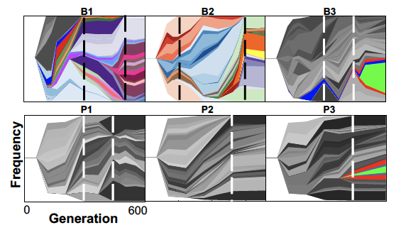 Surprise #1. Very little fixation! The populations adapted a TON but genetic diversity kept rising, and major sweeps (in color) were aided by mutator alleles