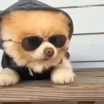 Coeur de Pirate as puppies tweet media